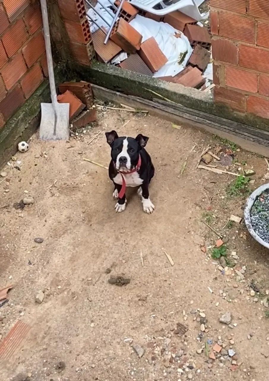 Pitbull de 1ano - Foto 2
