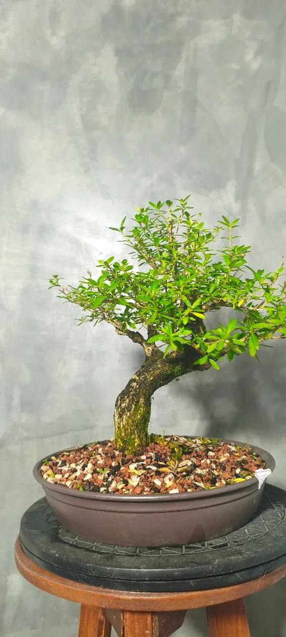 Pré bonsai Serissa 