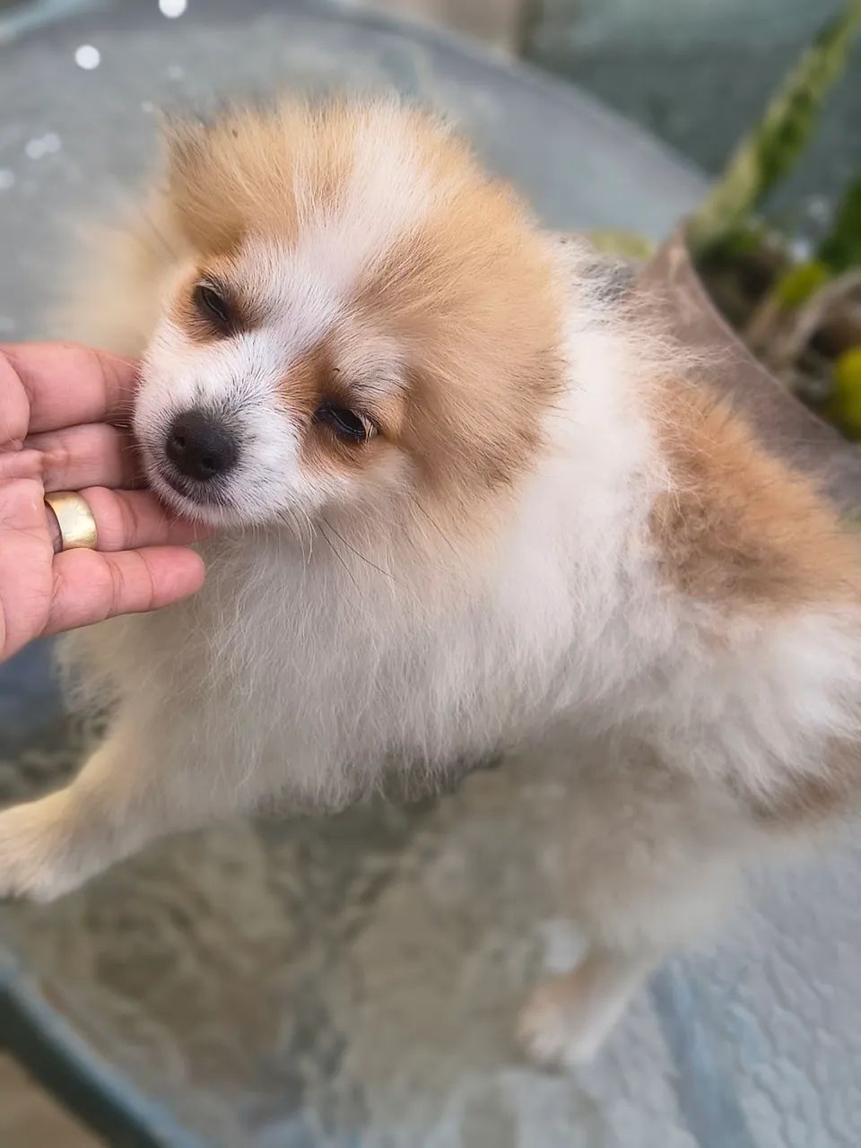 Spitz alemão  - Foto 4