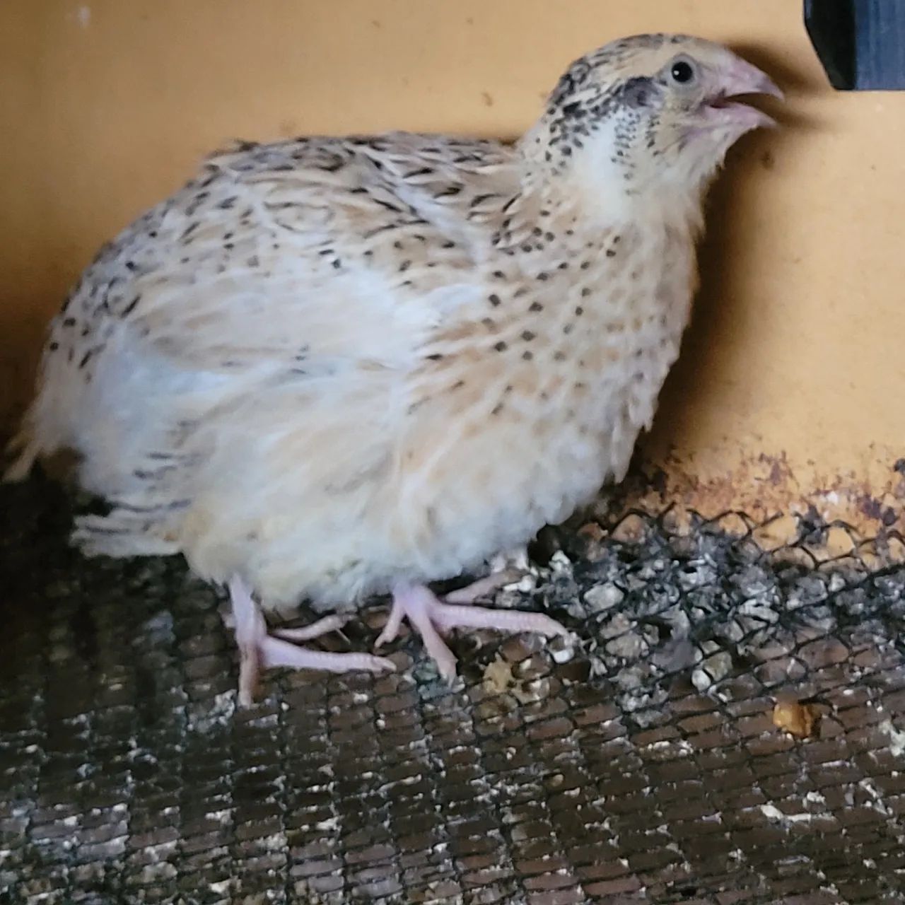 Codorna Gigante início de postura 