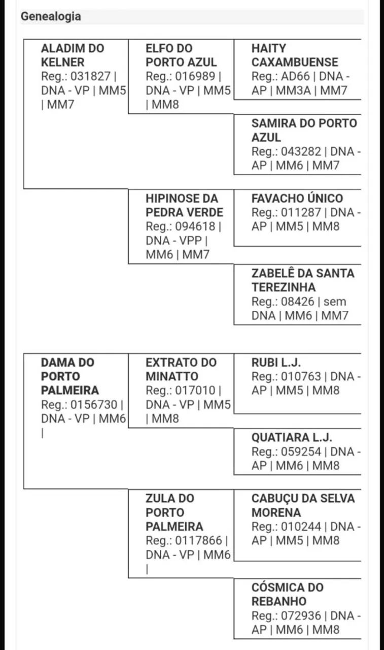 Cavalo Manga Larga Marchador de genética consistente e alto potencial - Foto 5