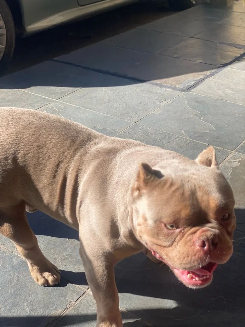 American bully pocket - Foto 3