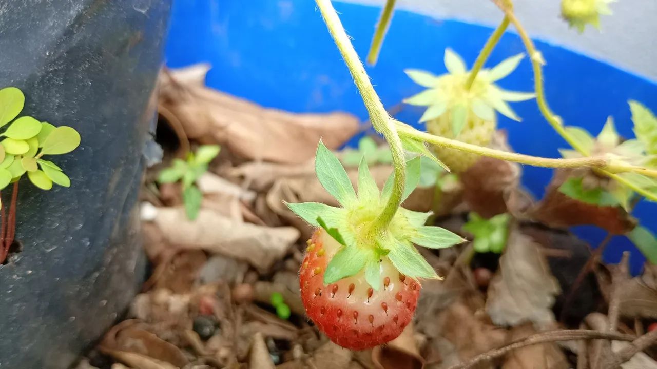 Muda de morango.