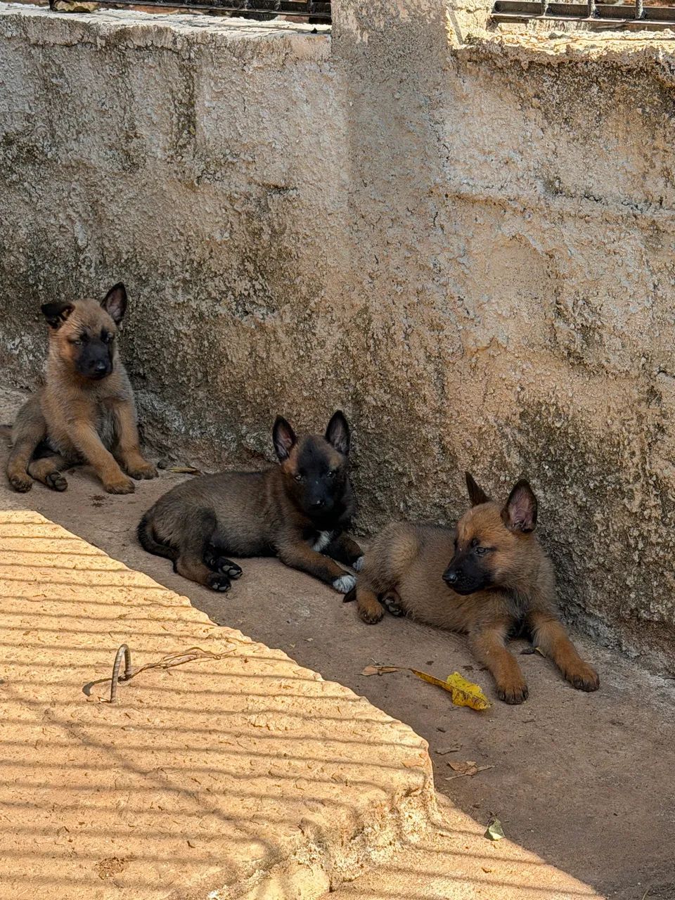 Animais - Foto 2