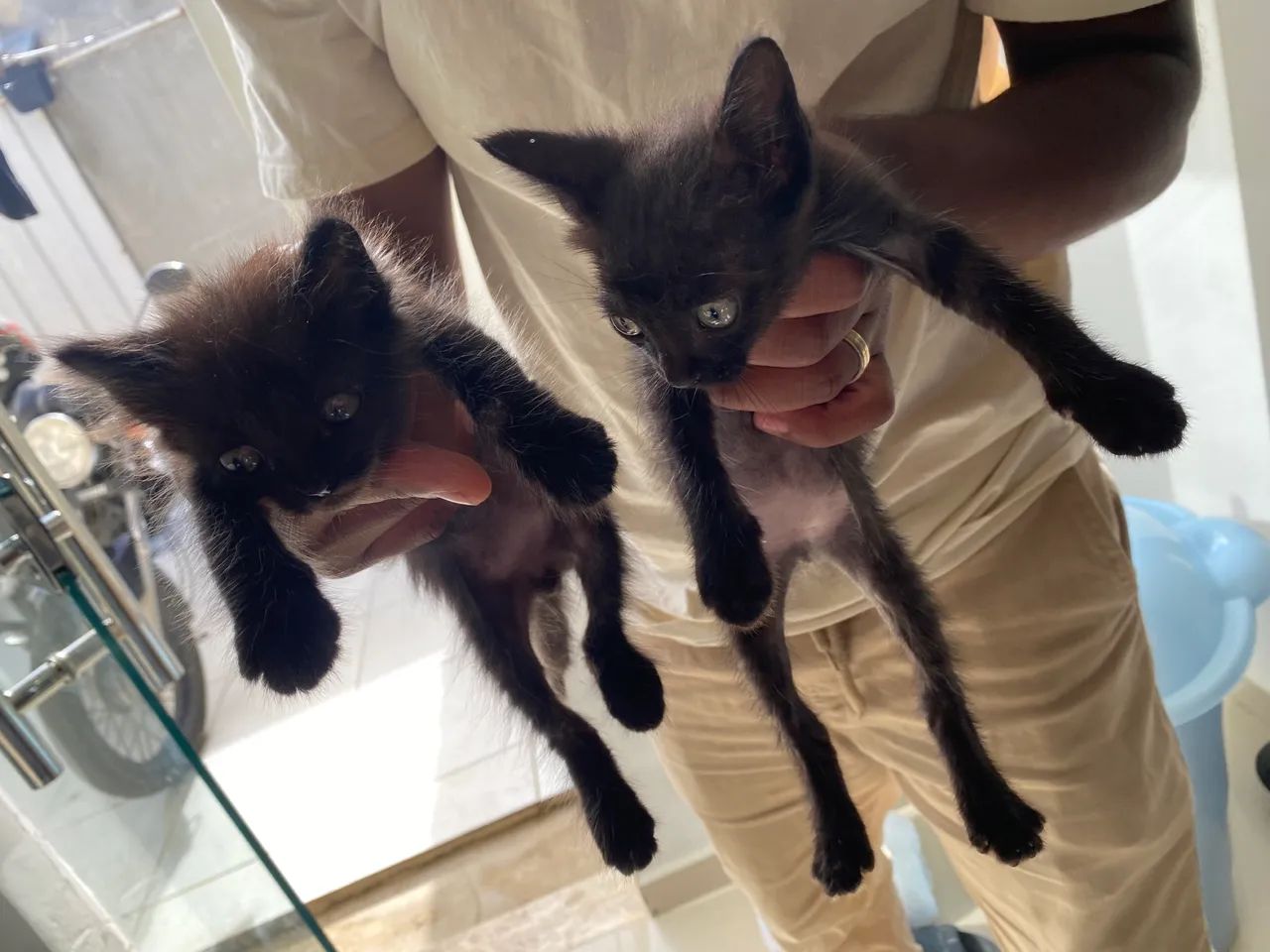 Estou doando 2 gatinhos 