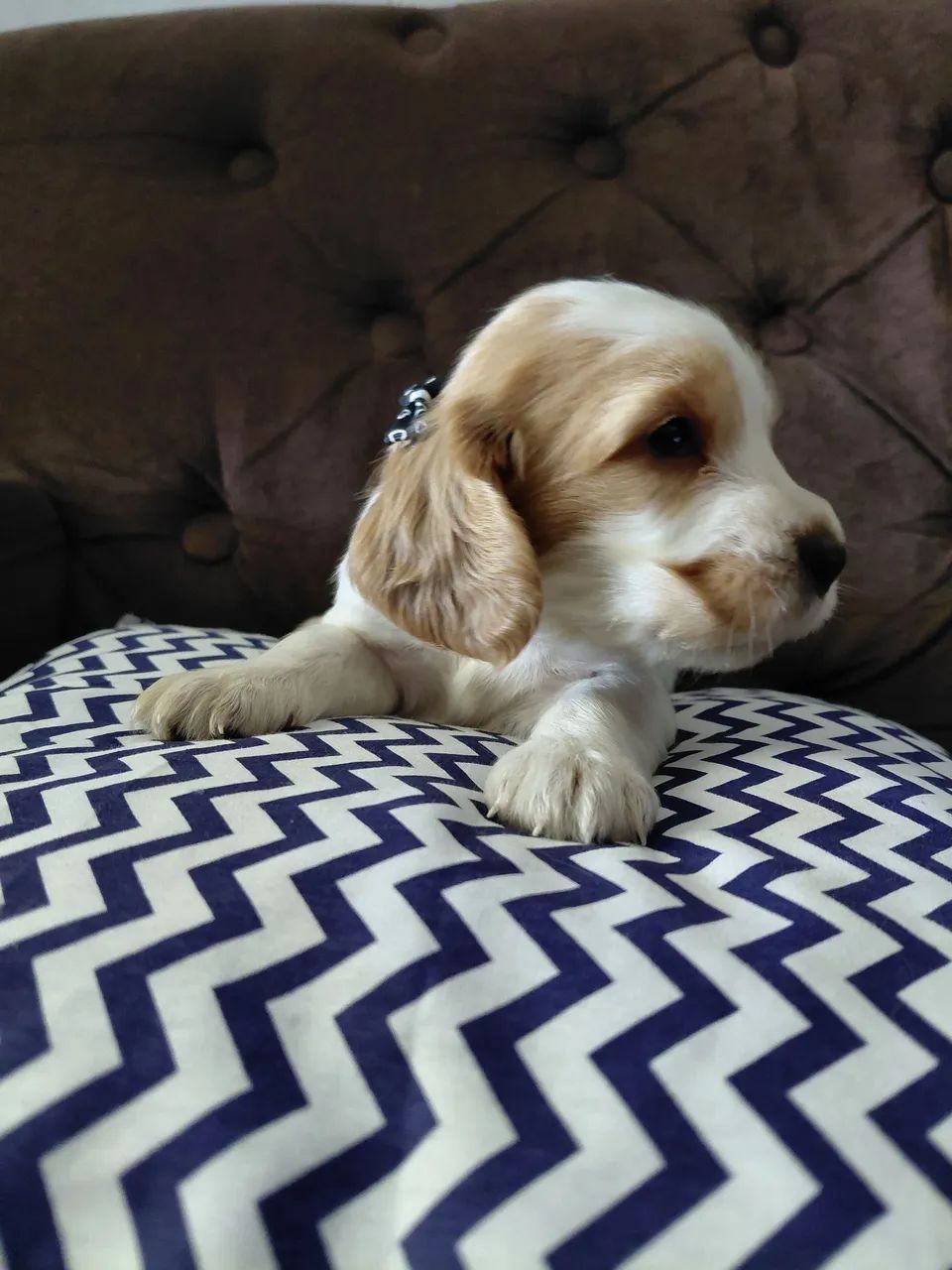 Filhotinhos de cocker spaniel  - Foto 2