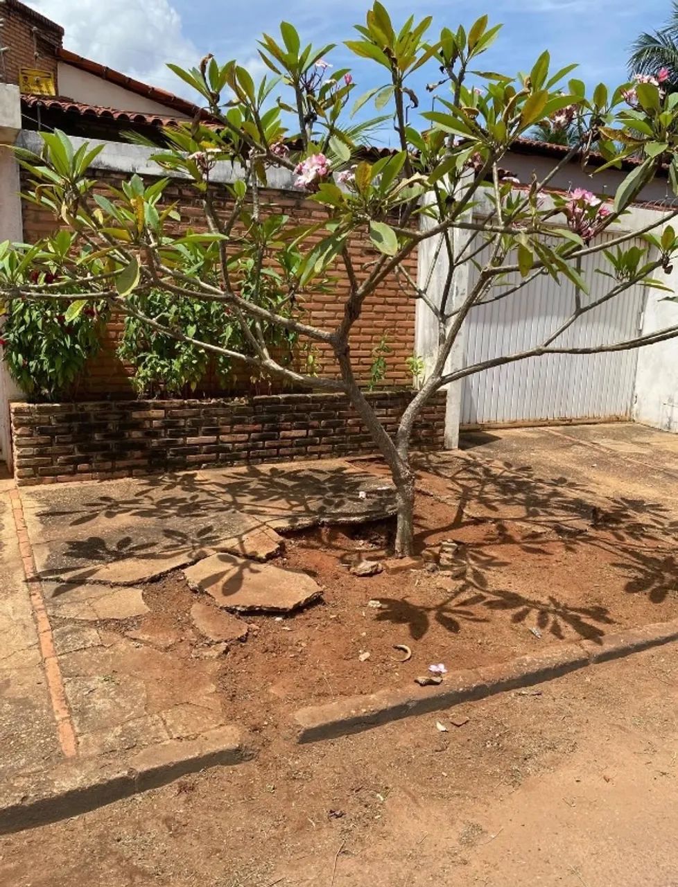     Corte de Grama e Limpeza de Jardim - Foto 4