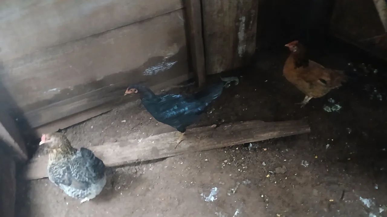 Galinhas 