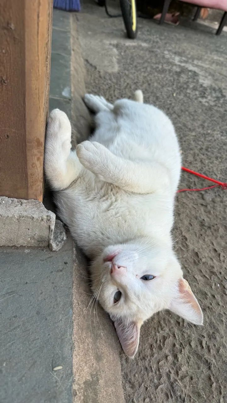 Gato - Foto 3