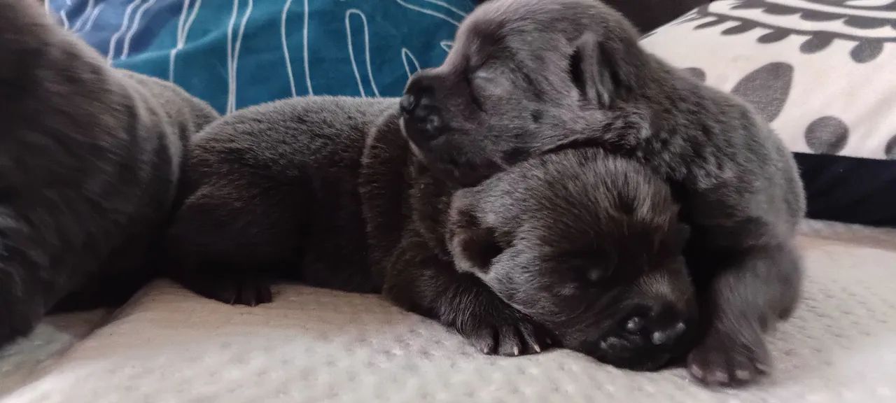 Vendo Chowchow