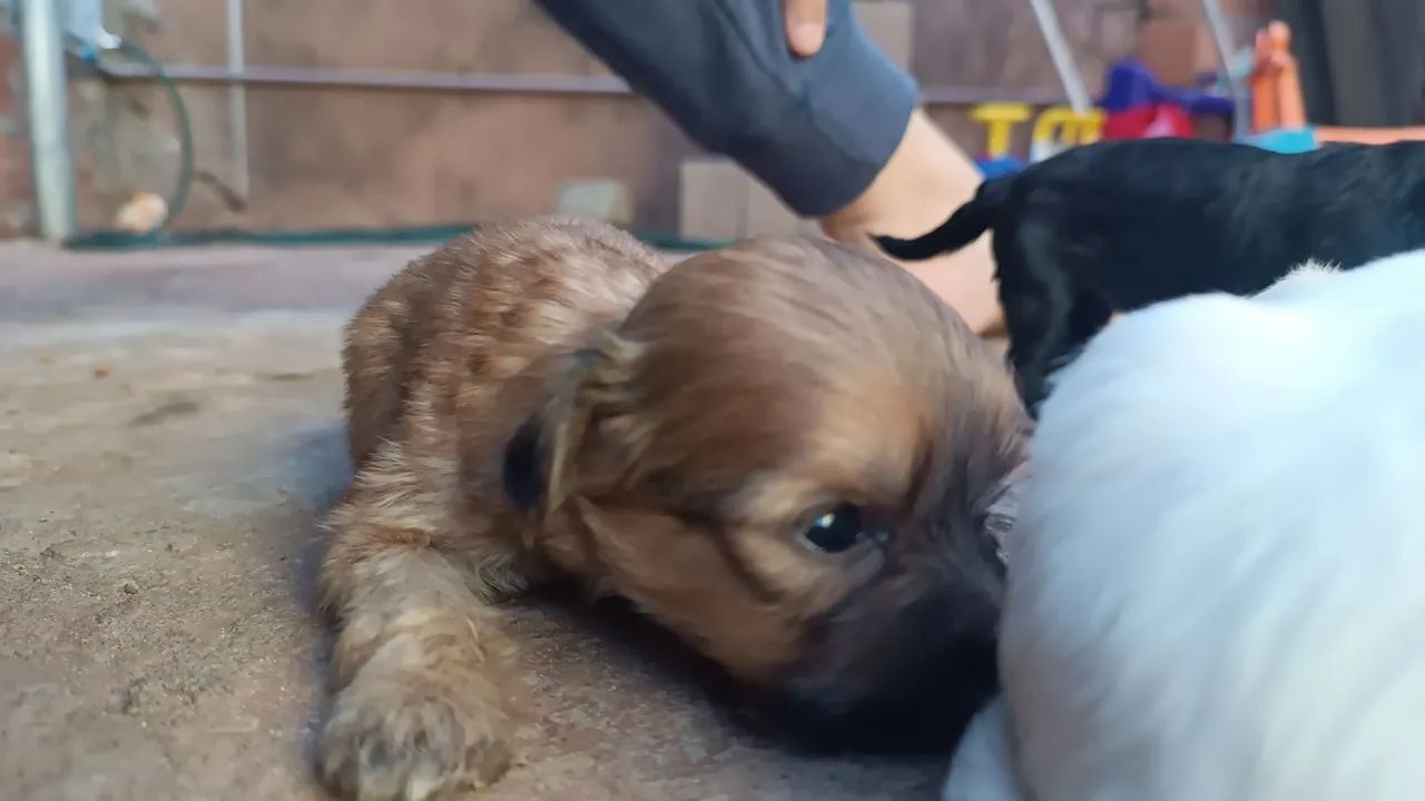 Shitzu com lhasa  - Foto 3