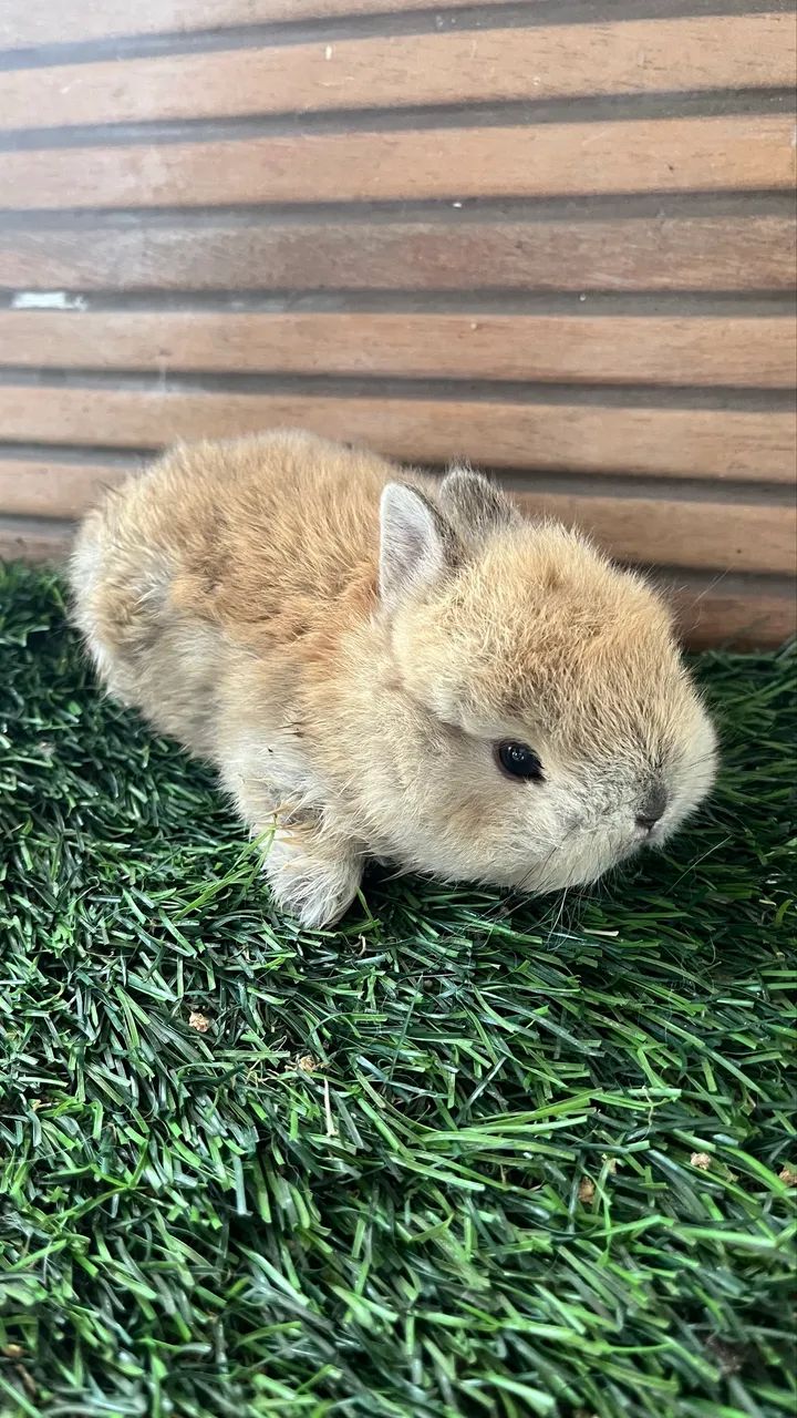 Mini coelho - Foto 3