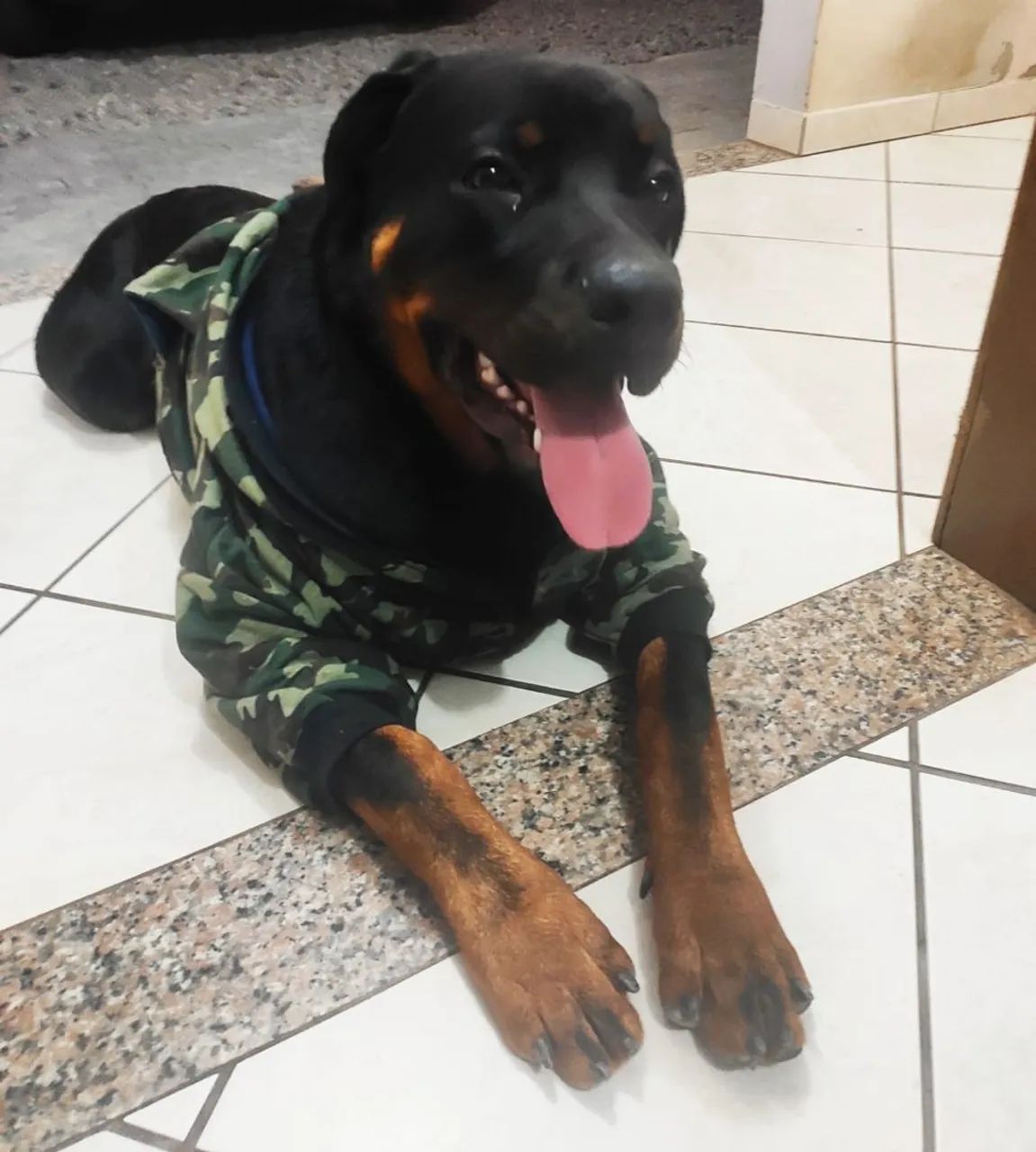 Doa se um cachorro hot valer  - Foto 4