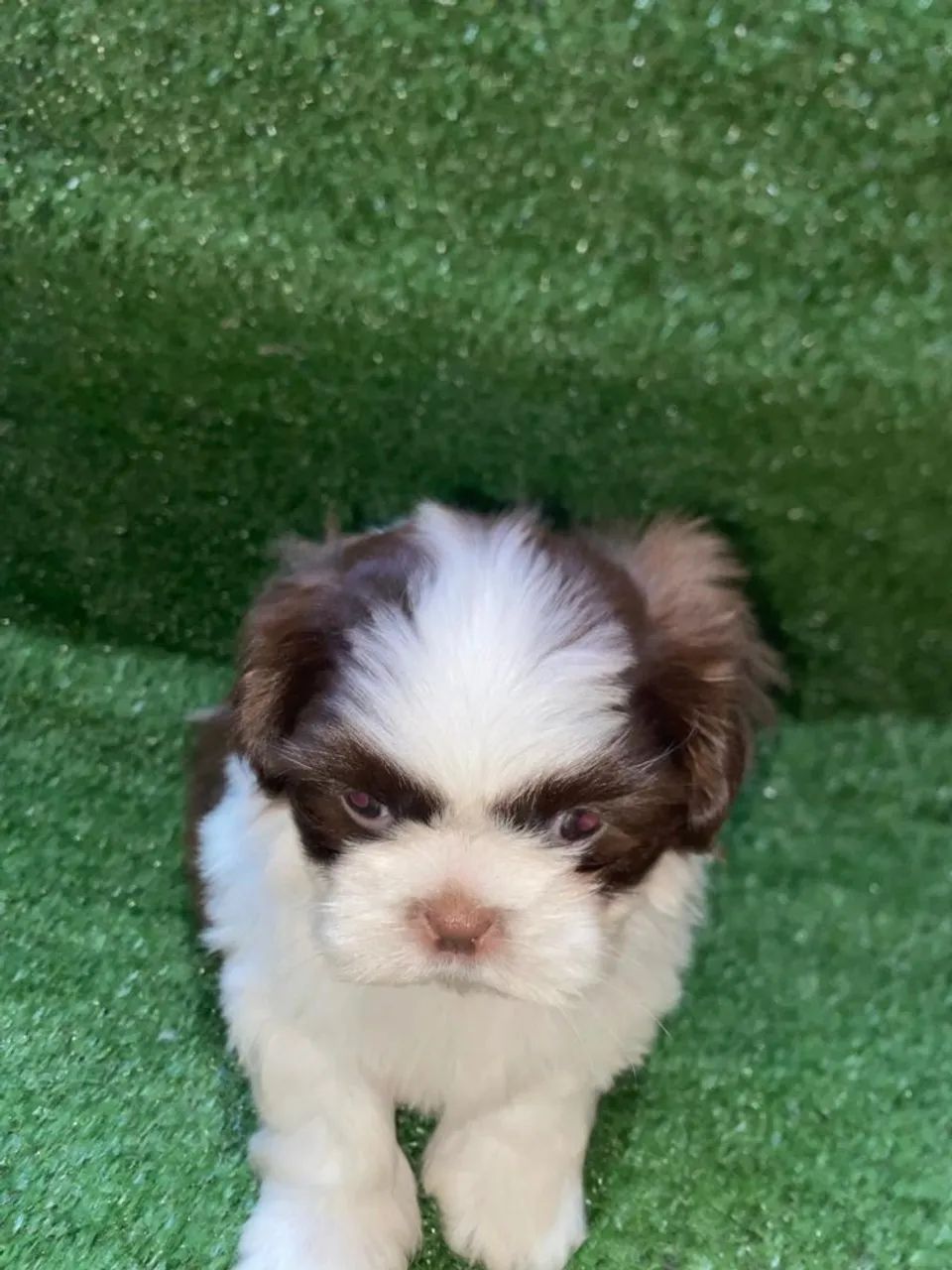 Shihtzu macho branco e chocolate  - Foto 3