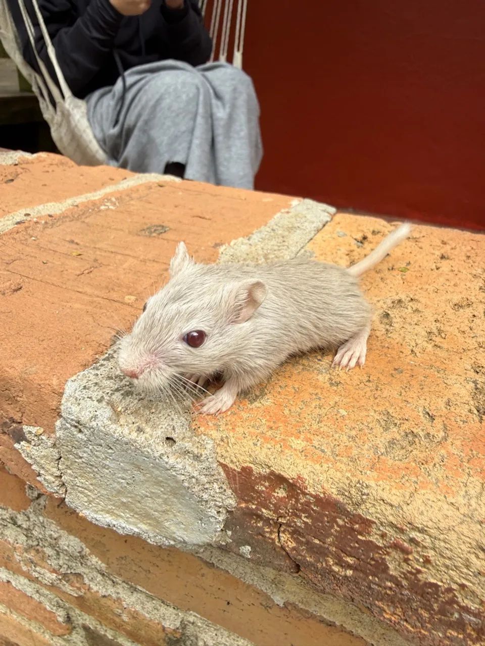Gerbil