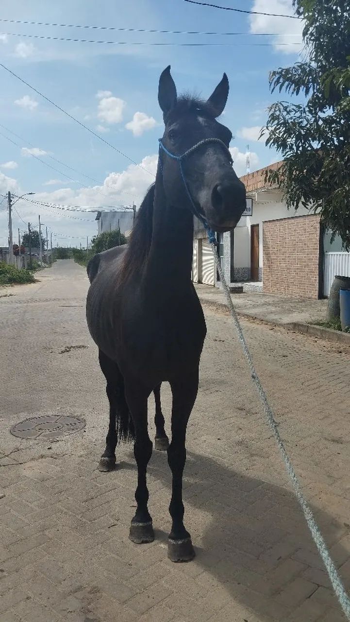 Égua manga larga machador negra  - Foto 5