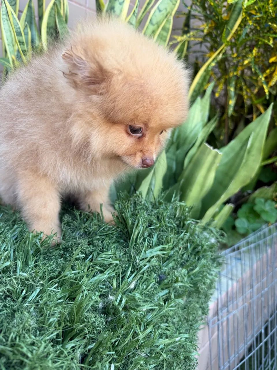 Spitz alemão  - Foto 3