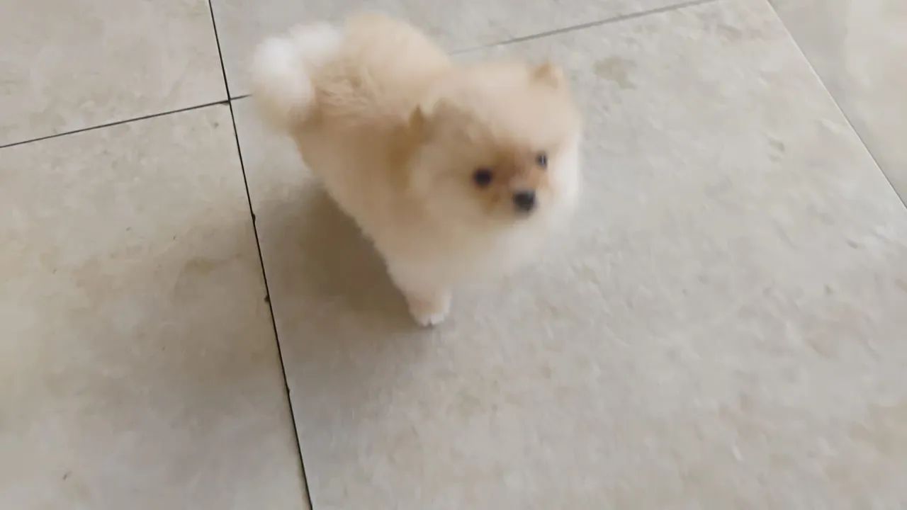 Siptz Alemão 