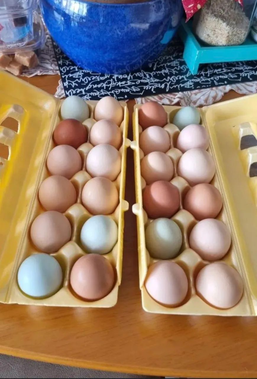 Vendo ovos galados de galinha caipira 17,00 a dúzia 