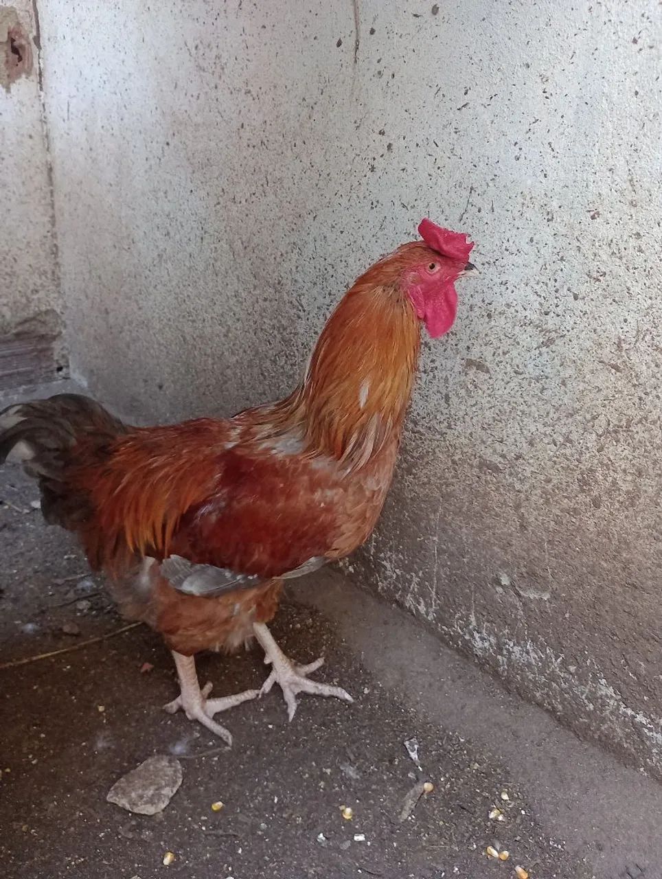 Frango caipira 