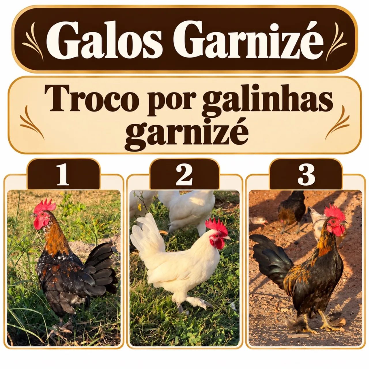 Galo Garnizé