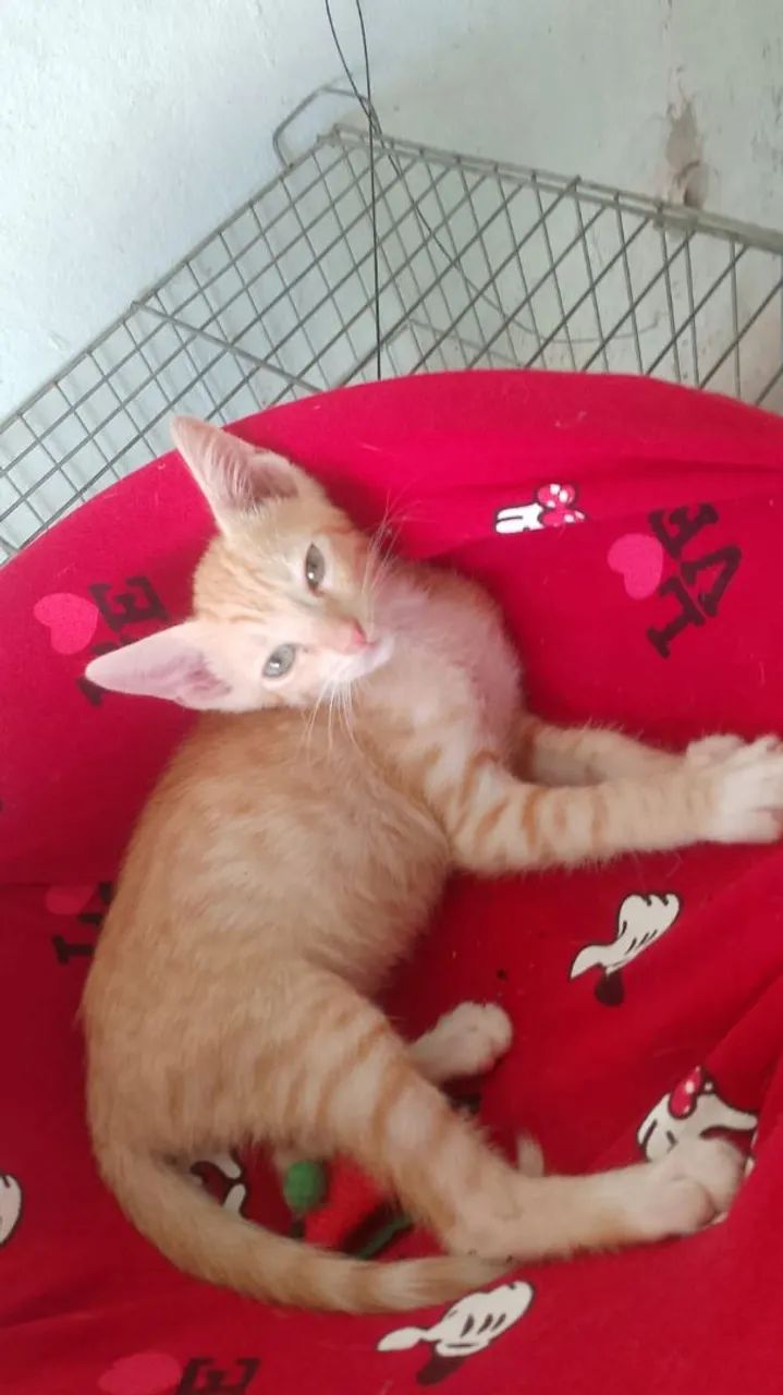 Filhotinho amarelinho macho pra adoção  - Foto 4