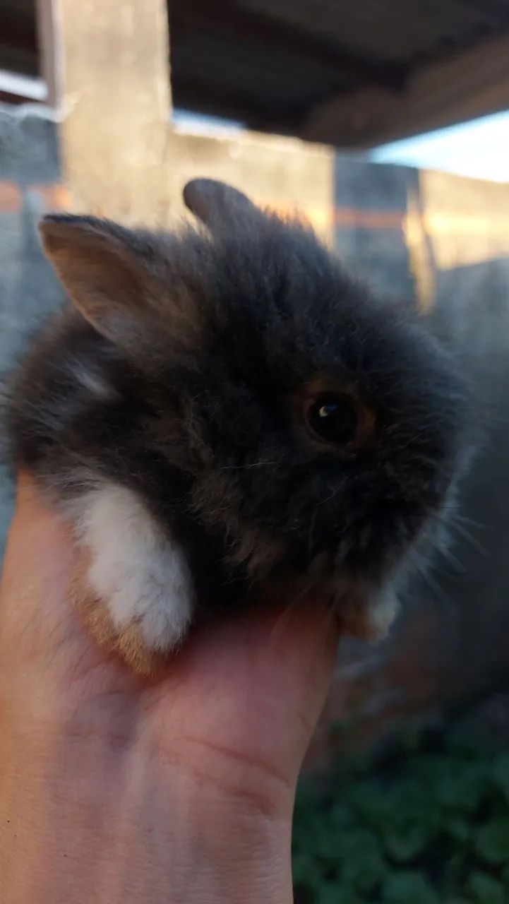 Mini Lionhead filhotes disponíveis em Curitiba e região