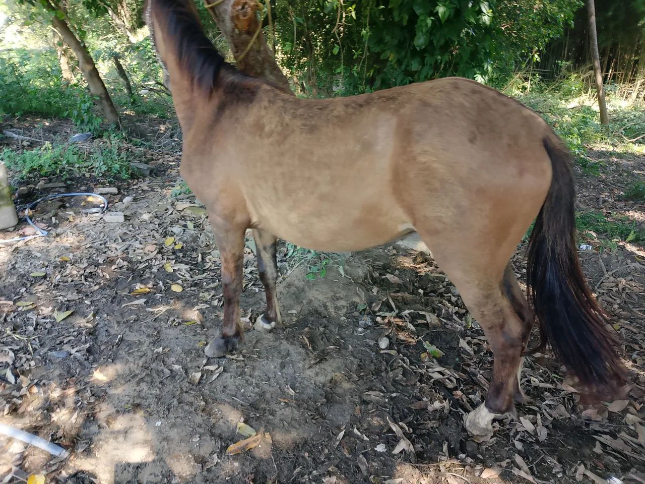 potro mangalarga  - Foto 3