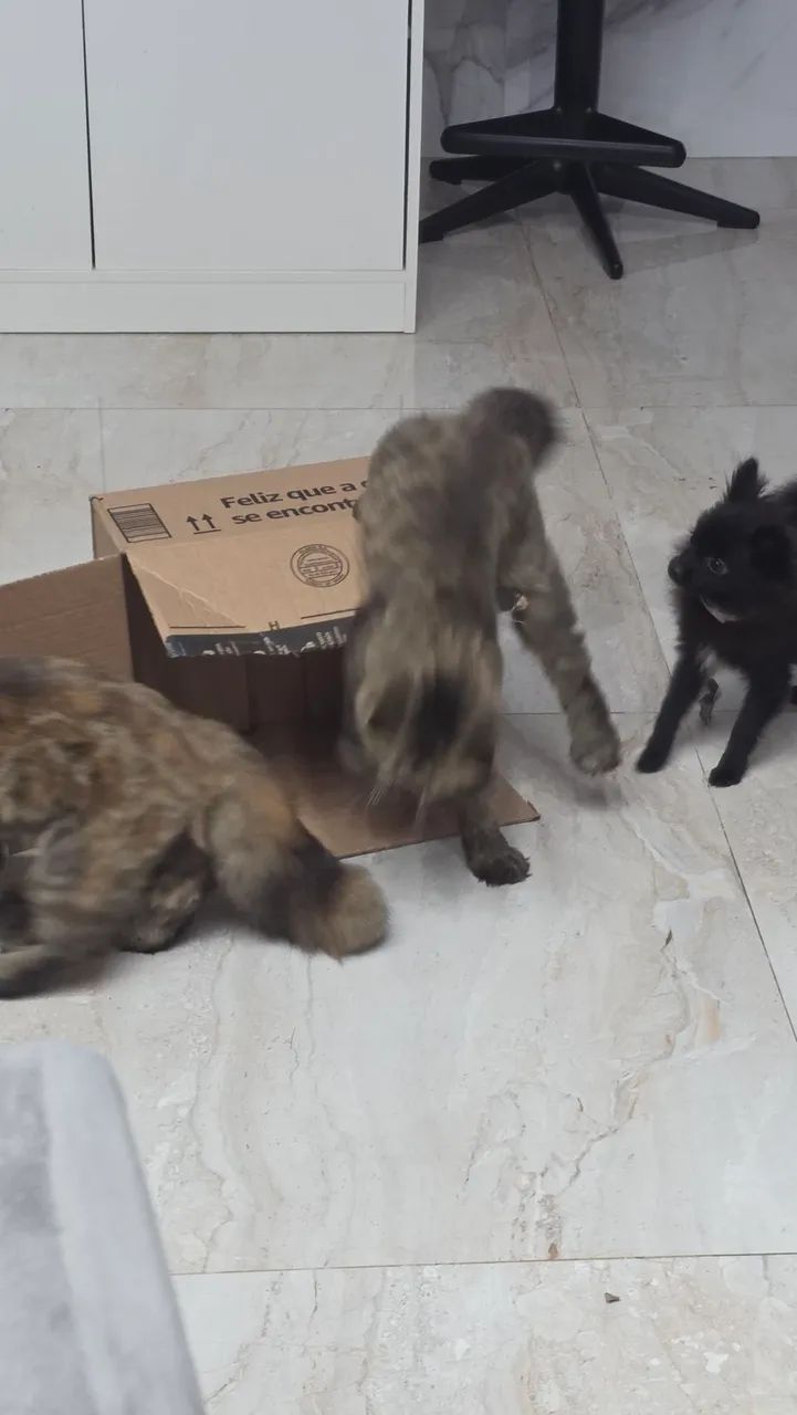 Vendo dois gatos persas. - Foto 3