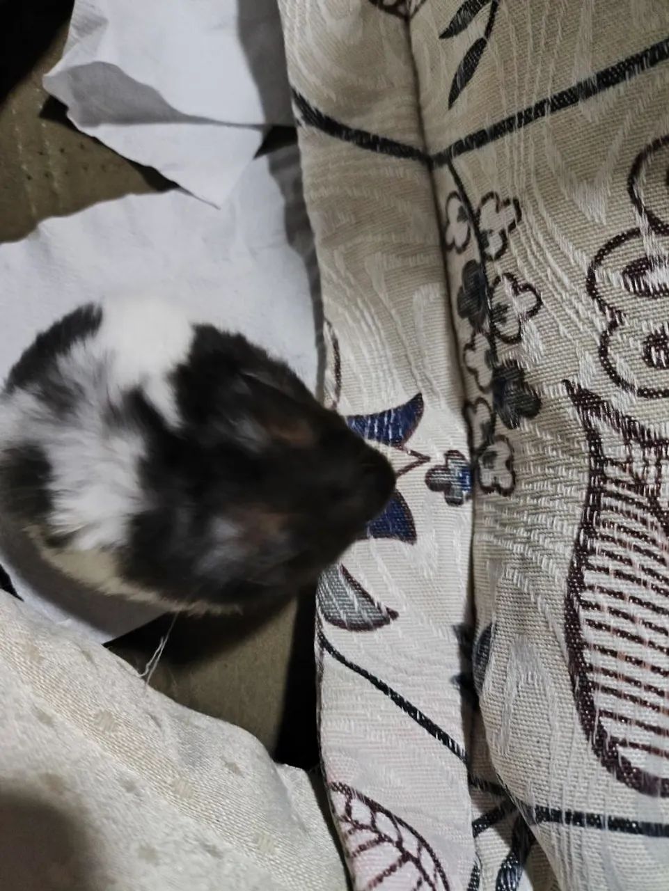 Hamster  - Foto 3