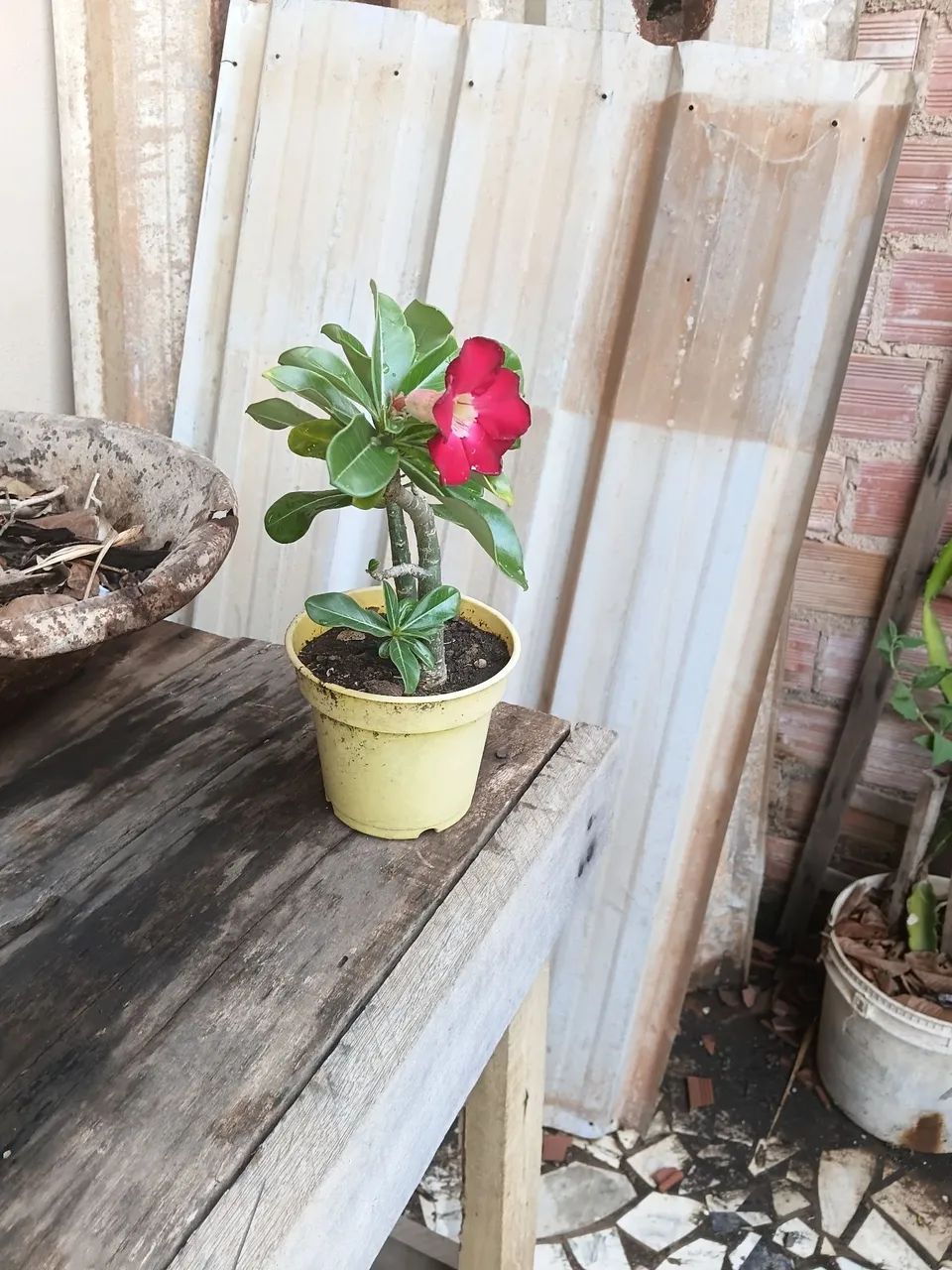 Rosa do deserto  - Foto 2