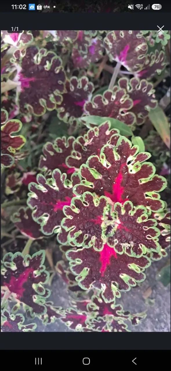 Planta