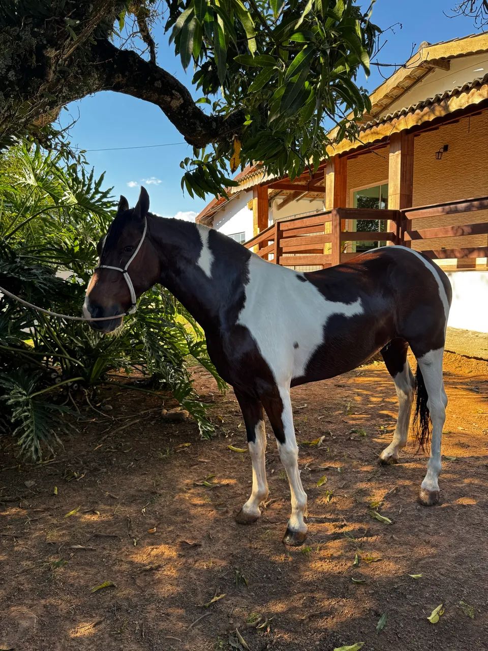 Cavalo  - Foto 2