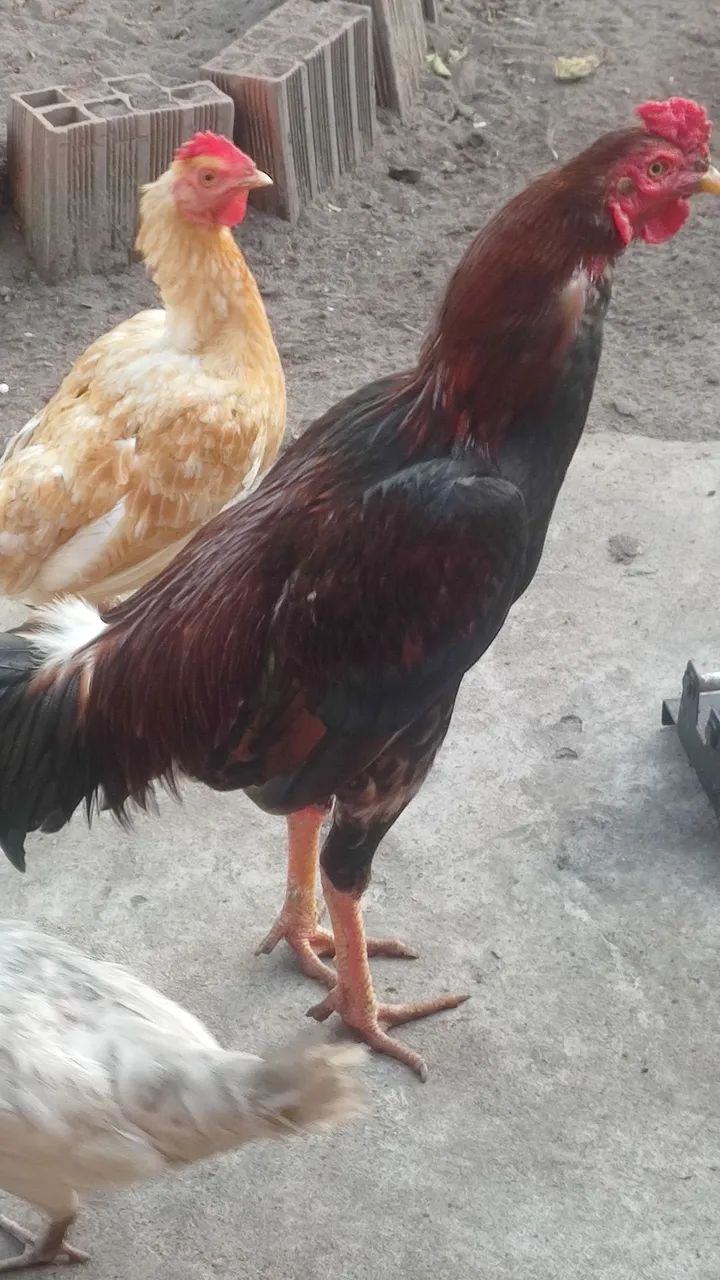 Galo mestiço  - Foto 2