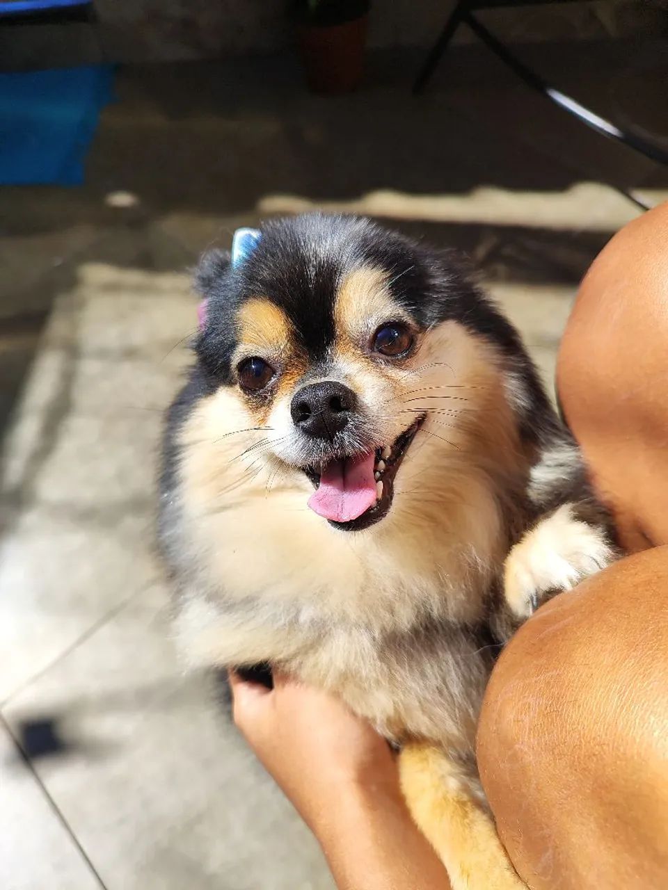 cachorro  - Foto 3