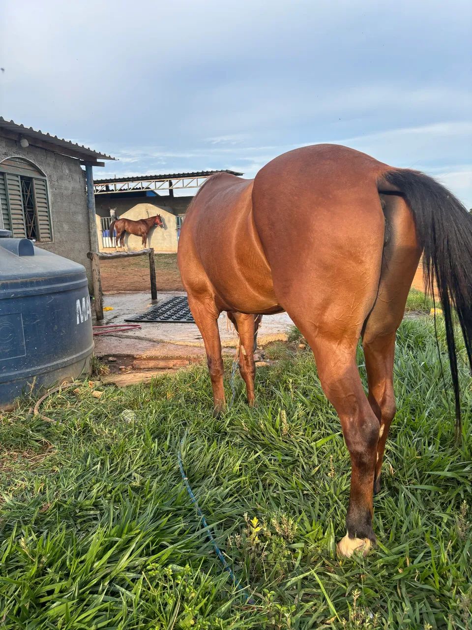 Égua quarto de milha | extra!!  - Foto 2
