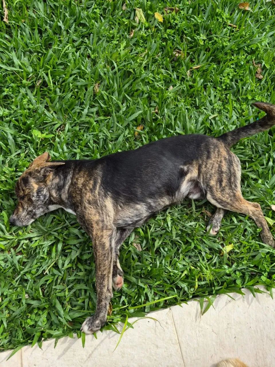 Doação de cachorrinho - Foto 4