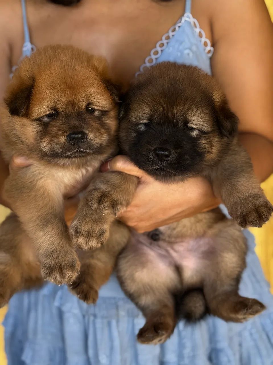 Filhote de Chow Chow - Foto 4