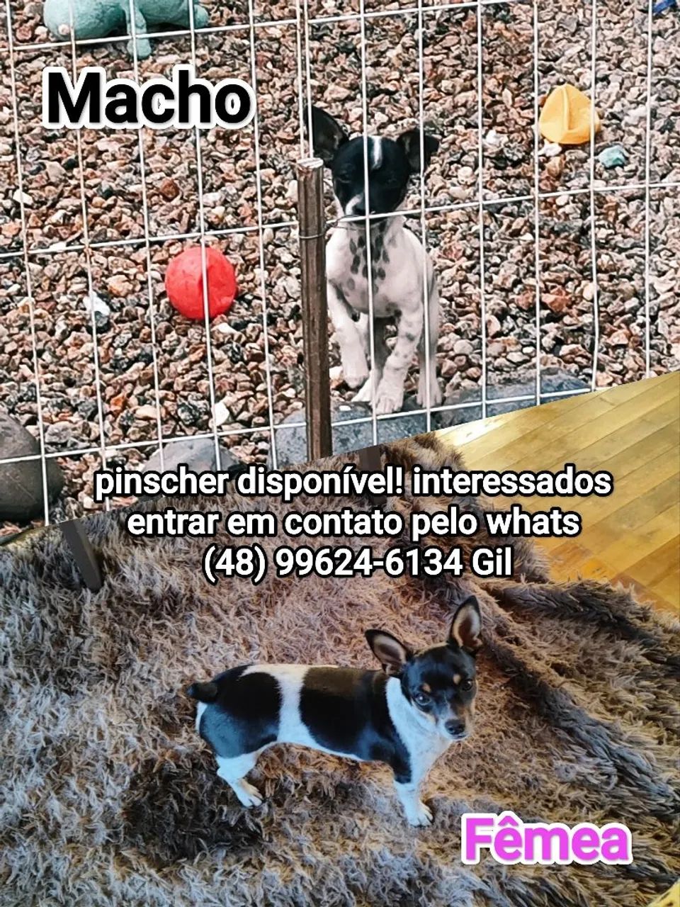 Pinschers