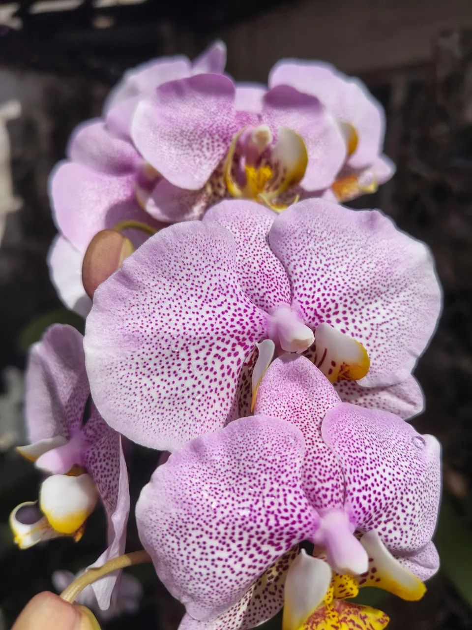 Lindas Orquídeas Cattleyas, Phal e outras - Foto 5