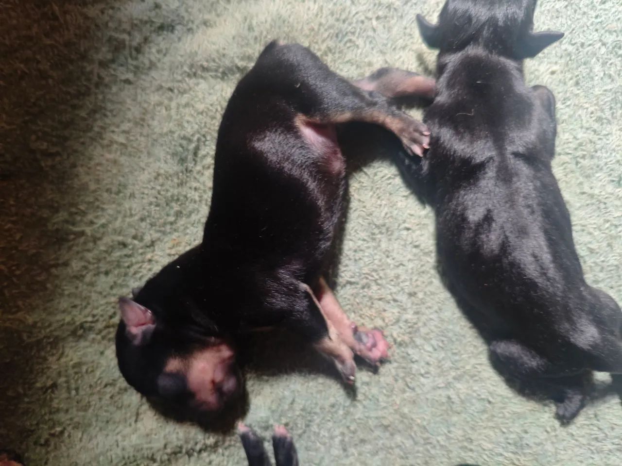 Pinscher  - Foto 2