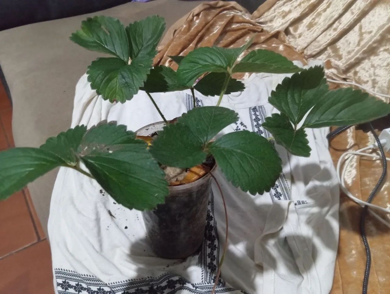 Vendas de mudas de morango , mudas de pêssego.... - Foto 6