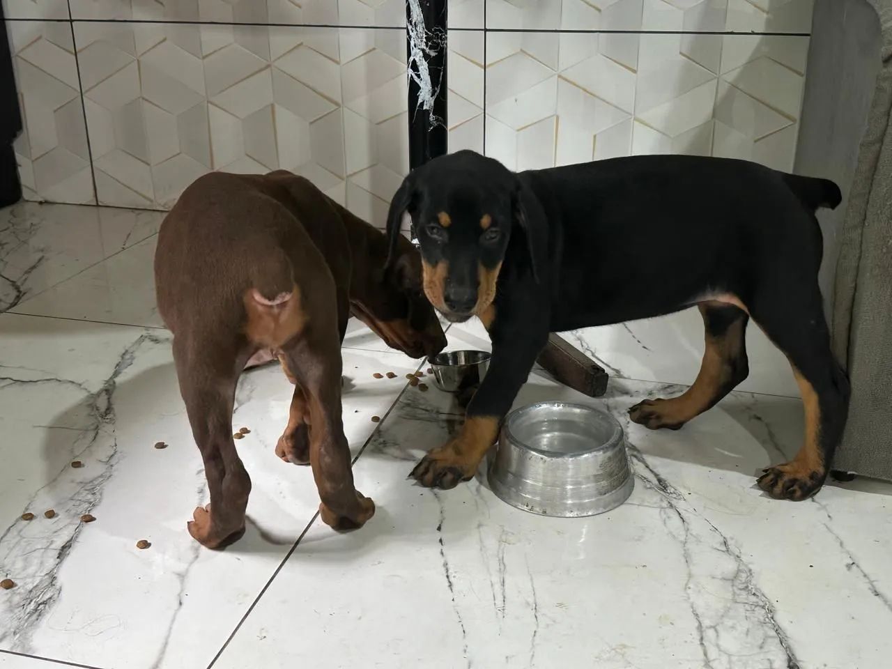 Doberman marrom - Foto 2