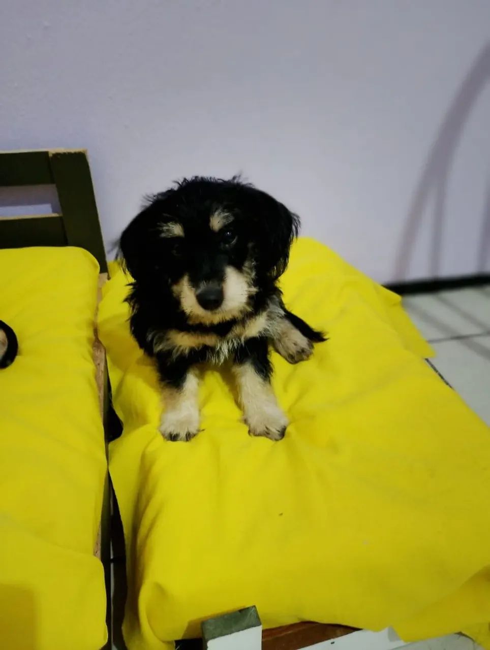 Filhote da raça poodle com maltez - Foto 2