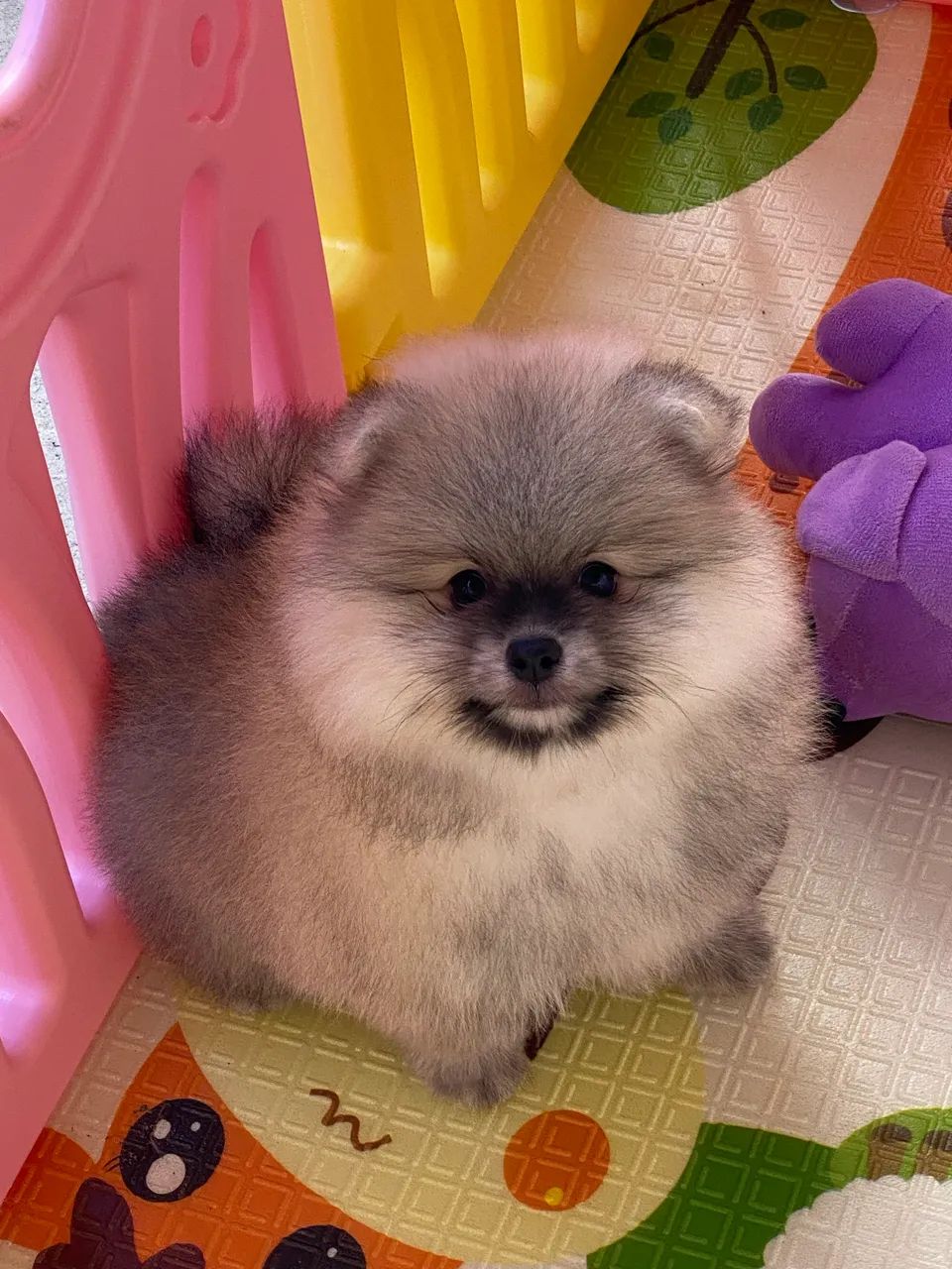 Spitz alemão com pedigree  - Foto 3