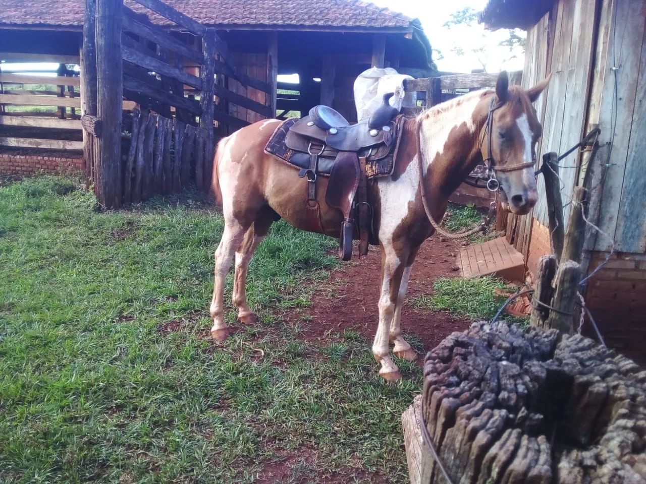 Cavalo de serviço 