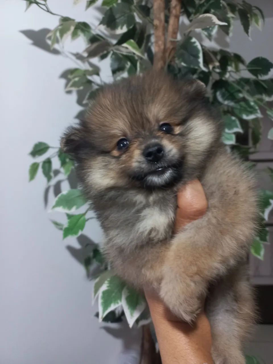 Spitz alemão anão  - Foto 4
