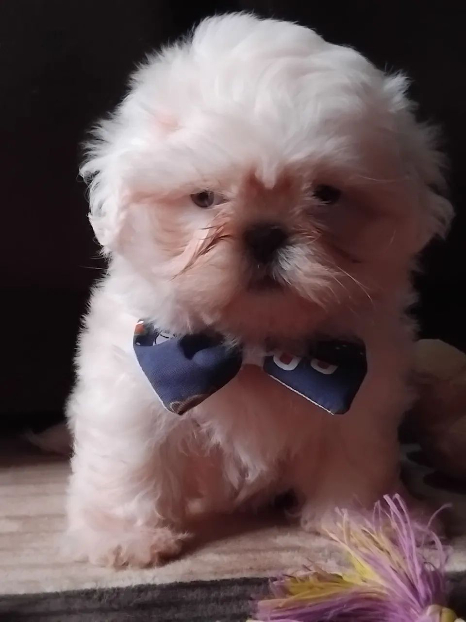 ShihTzu Macho 