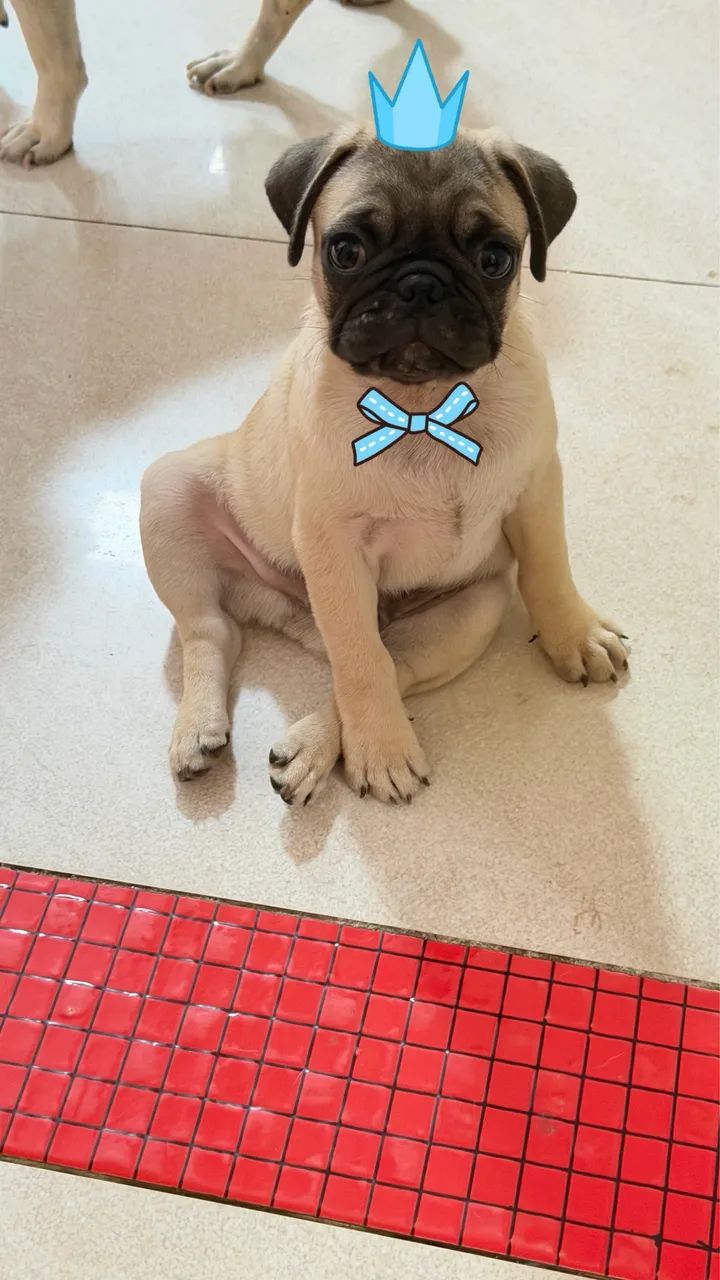 Filhote de Pug  - Foto 5
