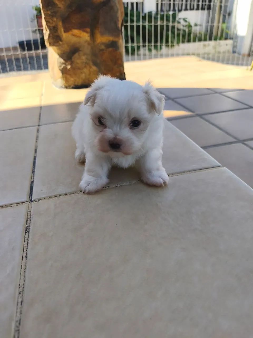 Maltês macho  - Foto 4